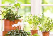 Mẹo chăm sóc cây trồng trong nhà