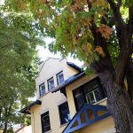 Bottom view of a yellow brick house with very tall trees with green leaves.